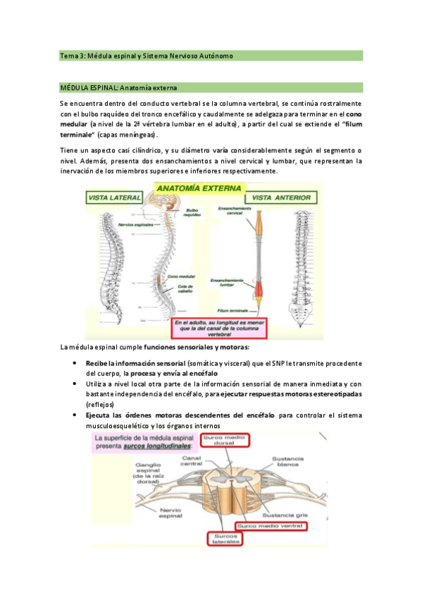 Miniatura del documento Tema-3-La-Medula-Espinal-y-el-SNA.pdf