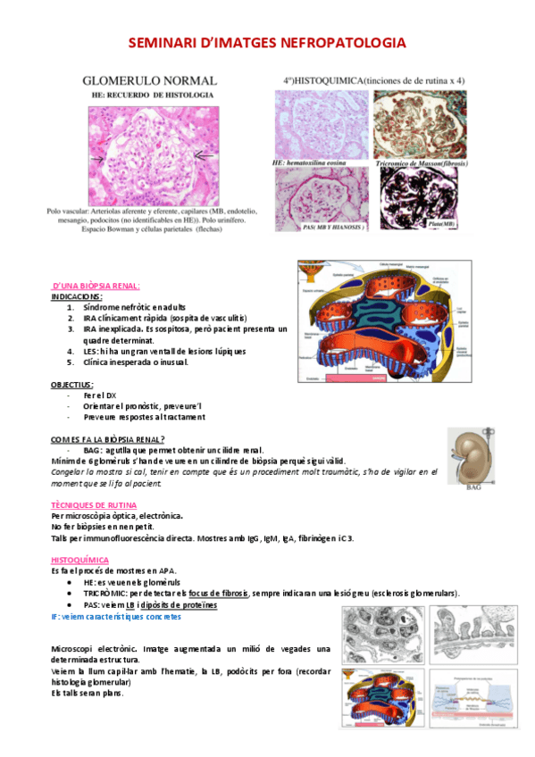 Miniatura del documento Seminari-APA-nefropatologia.pdf