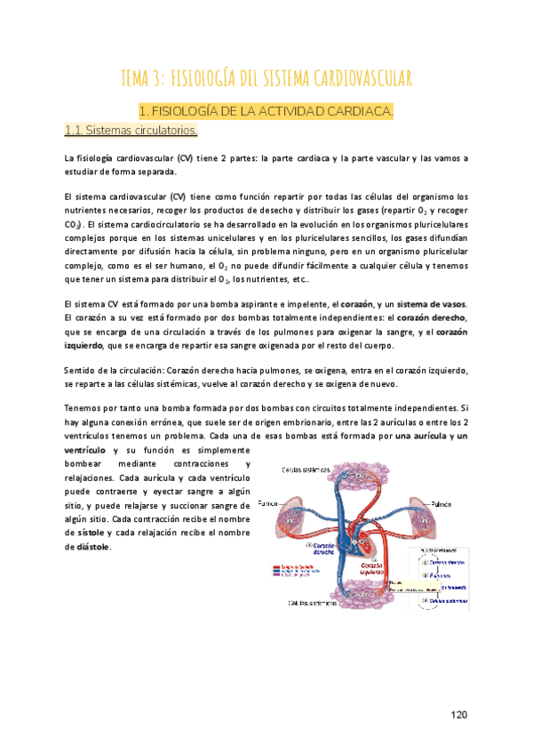 Miniatura del documento Tema-3-Fisiologia-del-sistema-cardiovascular.pdf