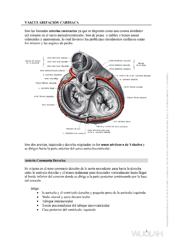 Miniatura del documento Vascularizacion-inervacion-cardiaca.pdf