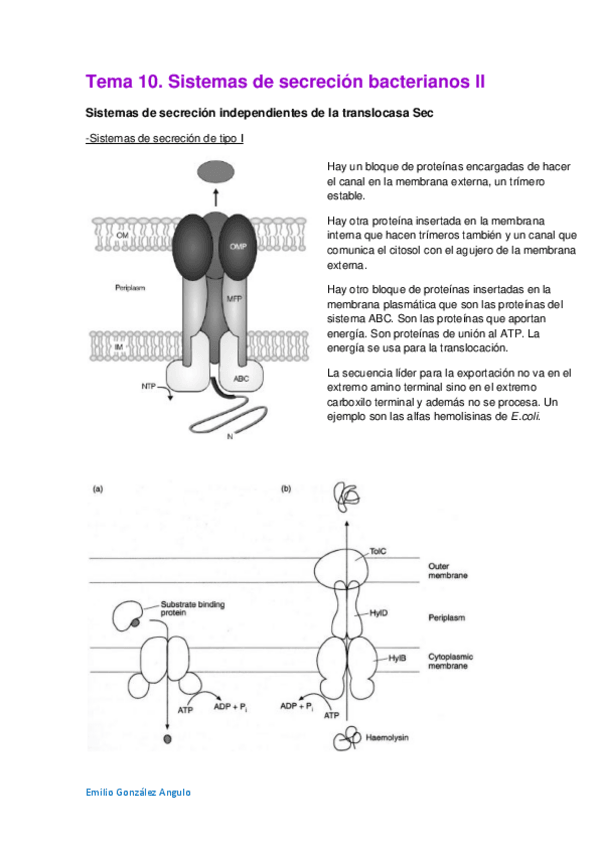 Miniatura del documento Tema 10. Sistemas de secreción bacterianos II.pdf