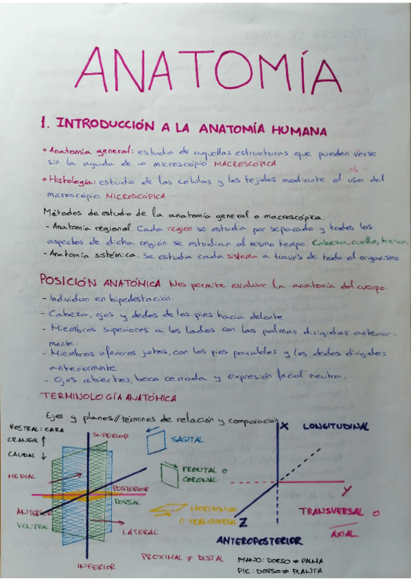 Miniatura del documento Tema-1-Anatomia.pdf