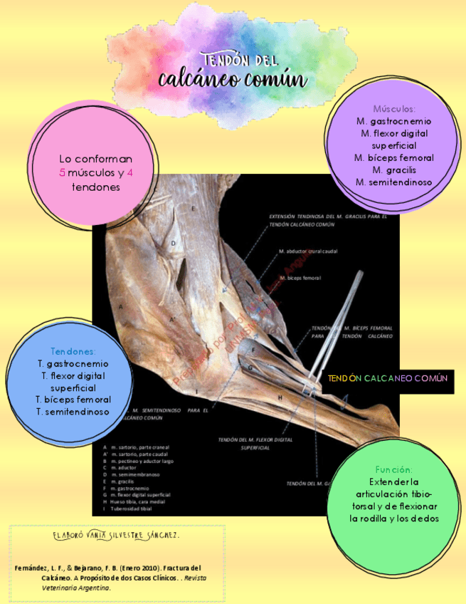 Miniatura del documento TENDON-DEL-CALCANEO-COMUN.pdf