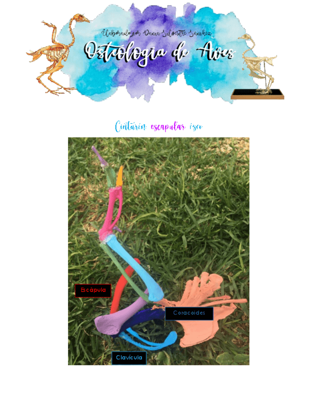 Miniatura del documento OSTEOLOGIA-DE-AVES.pdf