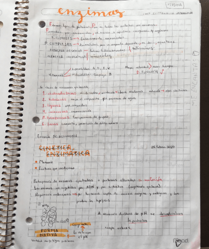 Miniatura del documento ENZIMAS.pdf