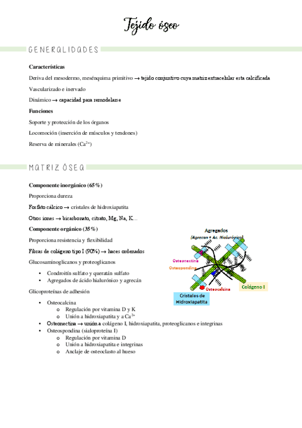 Miniatura del documento 13-15-tejido-oseo.pdf