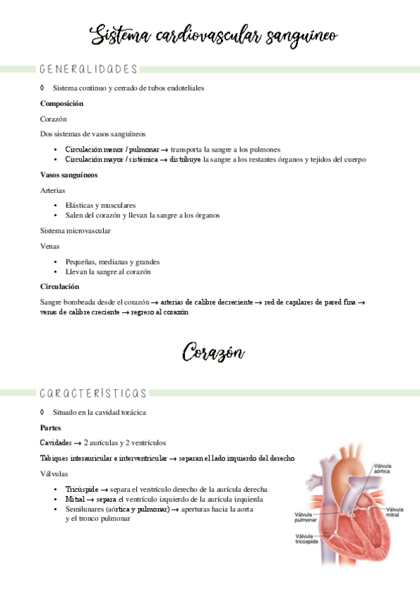 Miniatura del documento 27-29-sistema-circulatorio.pdf