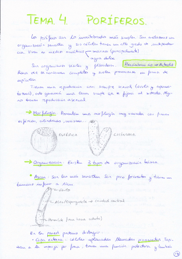 Miniatura del documento Tema 4 Poríferos.pdf