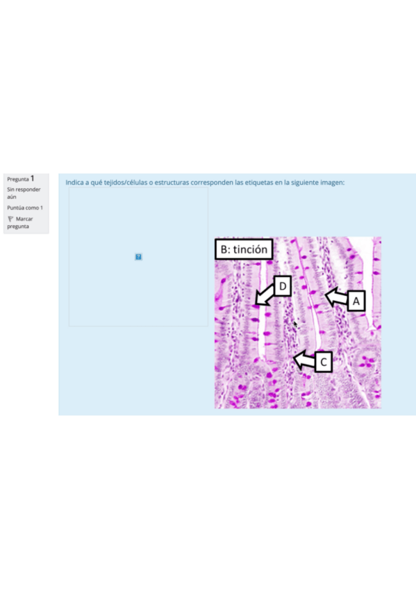 Miniatura del documento examen-final-practicas-histo-2020.pdf