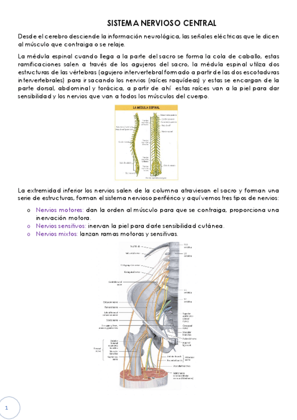 Miniatura del documento SNC-y-vascularizacion.pdf