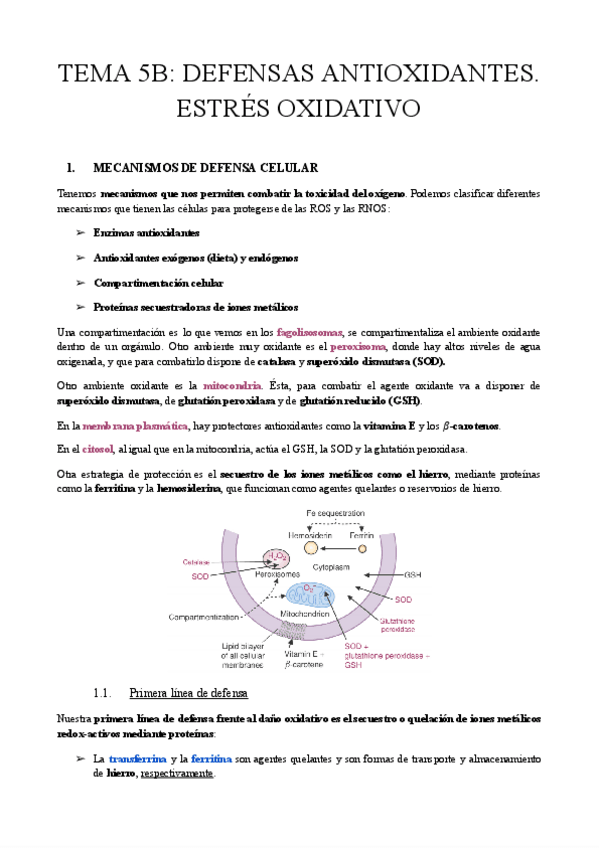 Miniatura del documento TEMA-5B-DEFENSAS-ANTIOXIDANTES.pdf