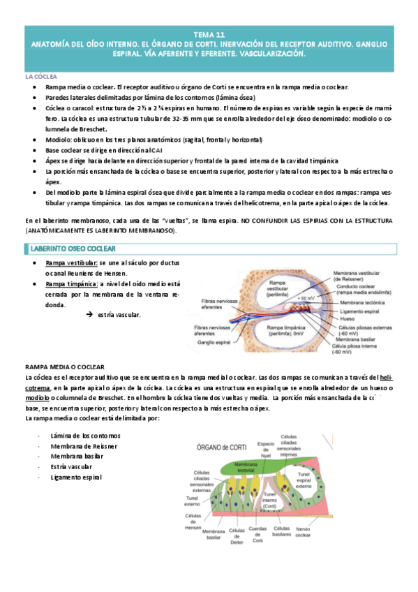 Miniatura del documento TEMA-11-AUDICION.pdf