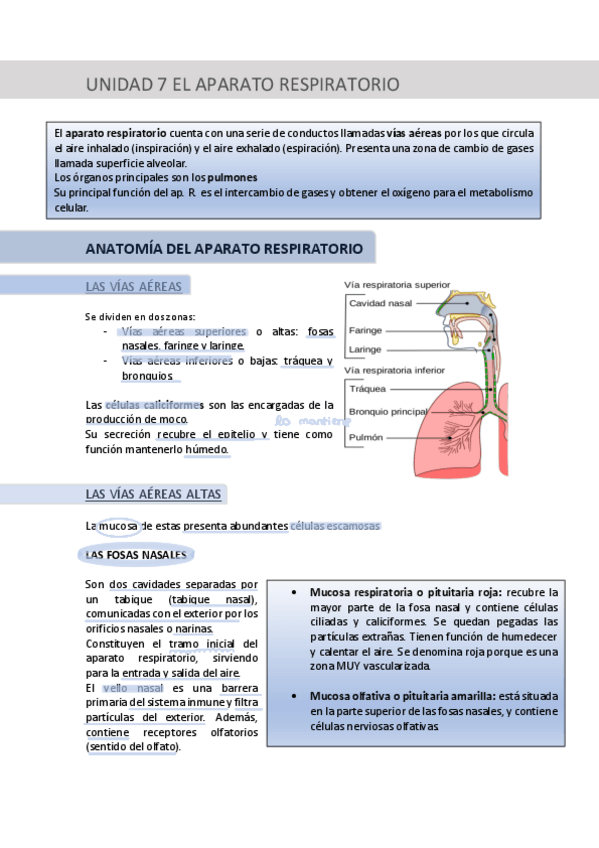 Miniatura del documento UNIDAD-7-EL-APARATO-RESPIRATORIO.pdf