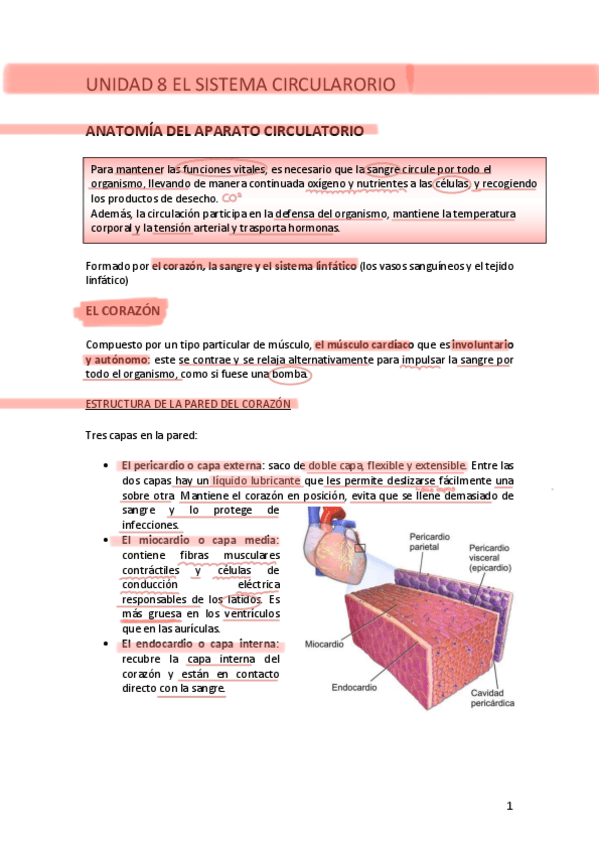 Miniatura del documento UNIDAD-8-EL-SISTEMA-CIRCULARORIO.pdf