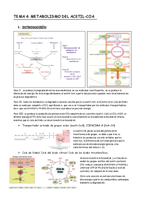 Miniatura del documento TEMA 4.pdf