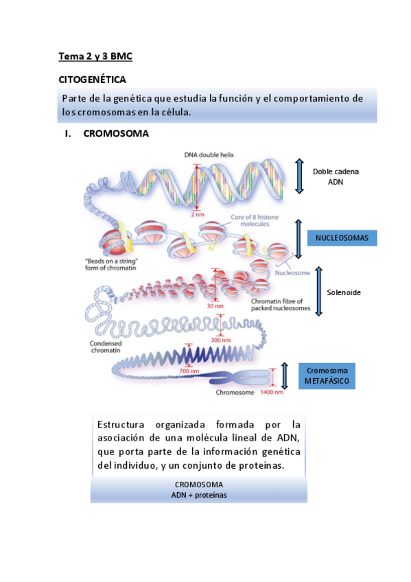 Miniatura del documento Tema-2-y-3-BMC-copia.pdf