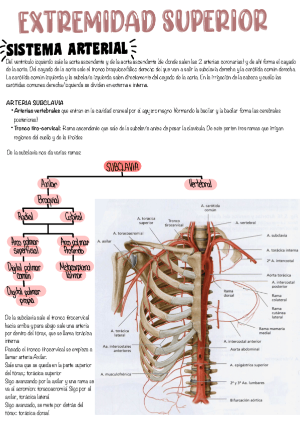 Miniatura del documento Sistema-arterial-y-venoso-de-la-extremidad-superior.pdf