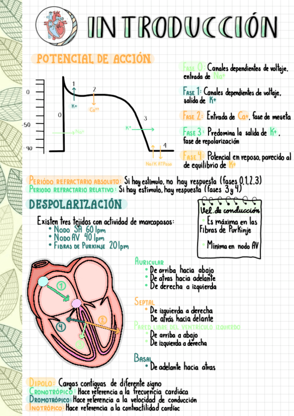 Miniatura del documento ECG.pdf
