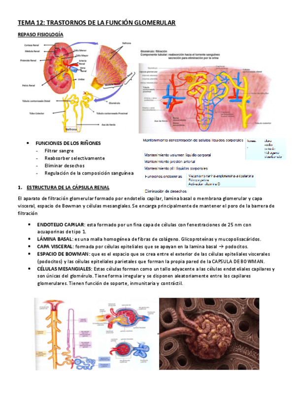 Miniatura del documento TEMA-12.pdf