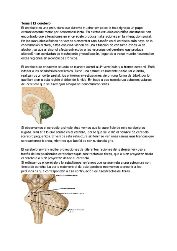 Miniatura del documento Tema-5-El-cerebelo-1.pdf