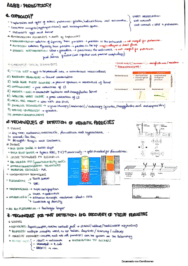 Miniatura del documento PARASITOLOGY-AABB-THEORY.pdf