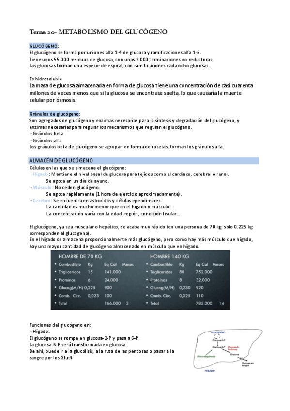 Miniatura del documento Tema-20-Metabolismo-glucogeno.pdf