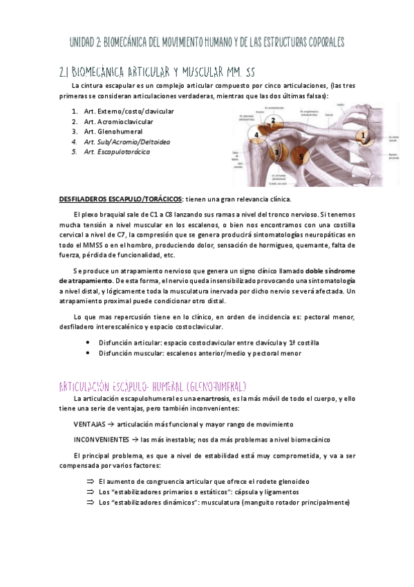 Miniatura del documento Unidad-II-Cintura-escapular.pdf