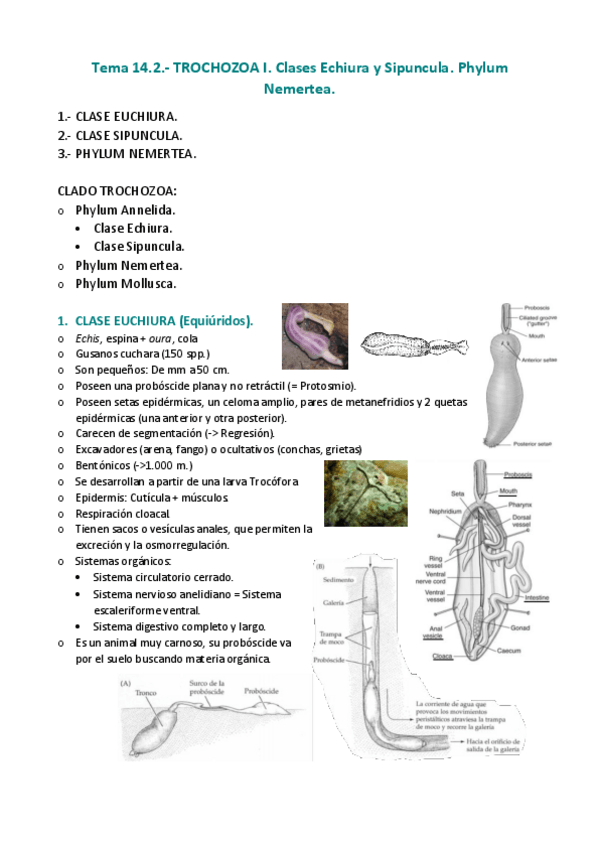 Miniatura del documento APUNTES-T.pdf