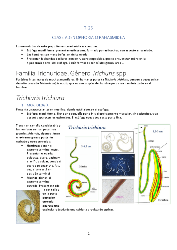 Miniatura del documento TEMA-26.pdf