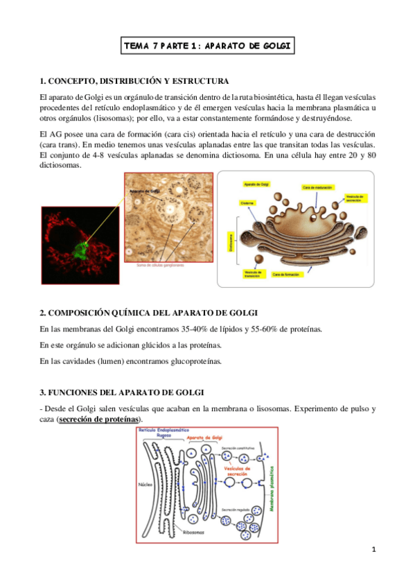 Miniatura del documento TEMA-7-biologia-celular.pdf