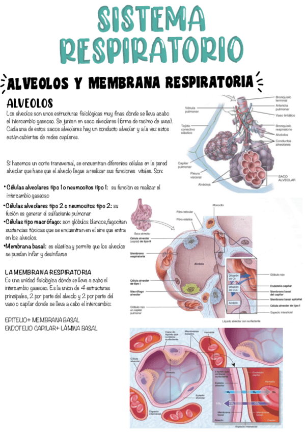 Miniatura del documento T6-Sistema-Respiratorio-.pdf