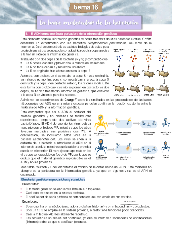 Miniatura del documento Tema-16-La-base-molecular-de-la-herencia.pdf