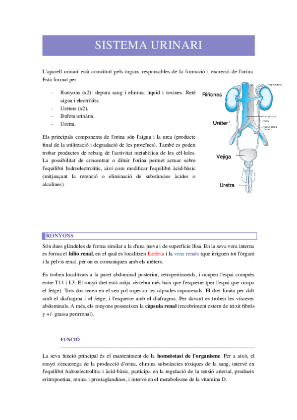 Miniatura del documento SISTEMA-URINARI.docx