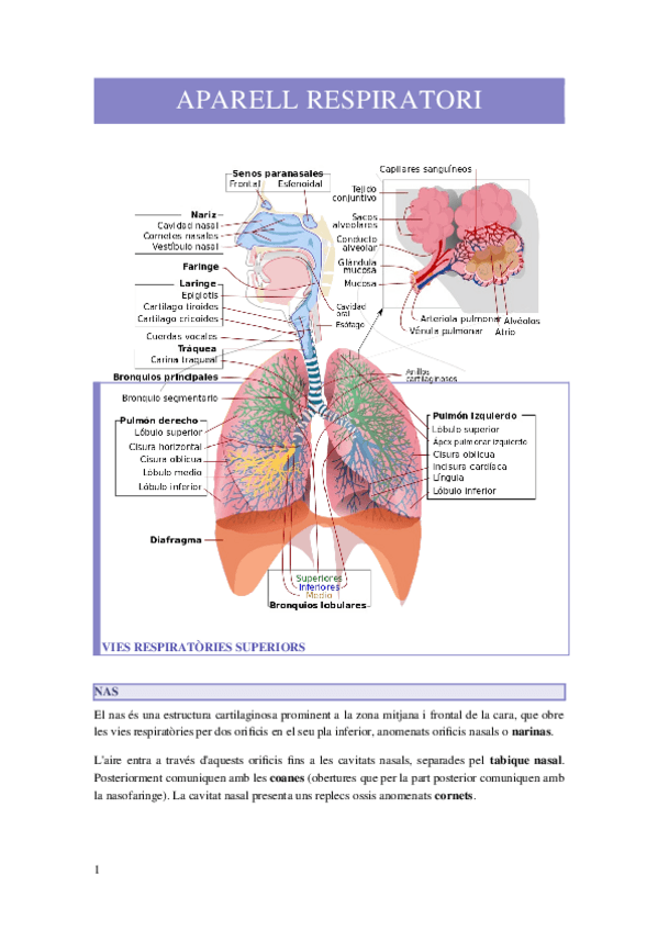 Miniatura del documento APARELL-RESPIRATORI.docx
