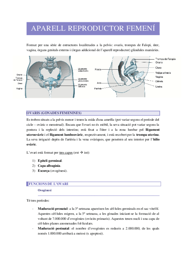 Miniatura del documento APARELL-REPRODUCTOR-FEMENI.docx