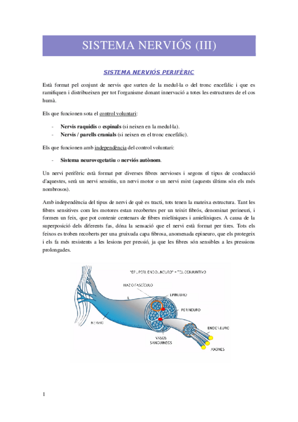Miniatura del documento SISTEMA-NERVIOS-III.docx