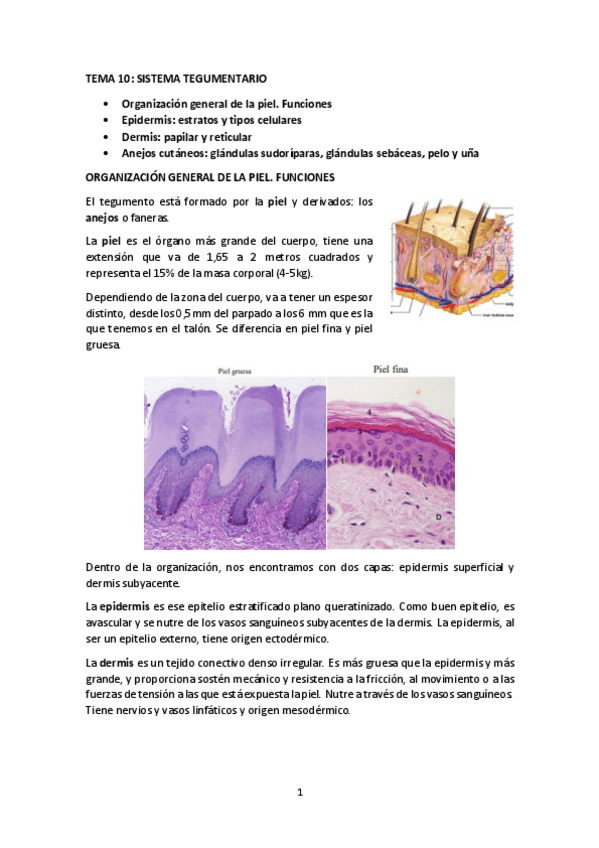 Miniatura del documento TEMA-10-SISTEMA-TEGUMENTARIO.pdf