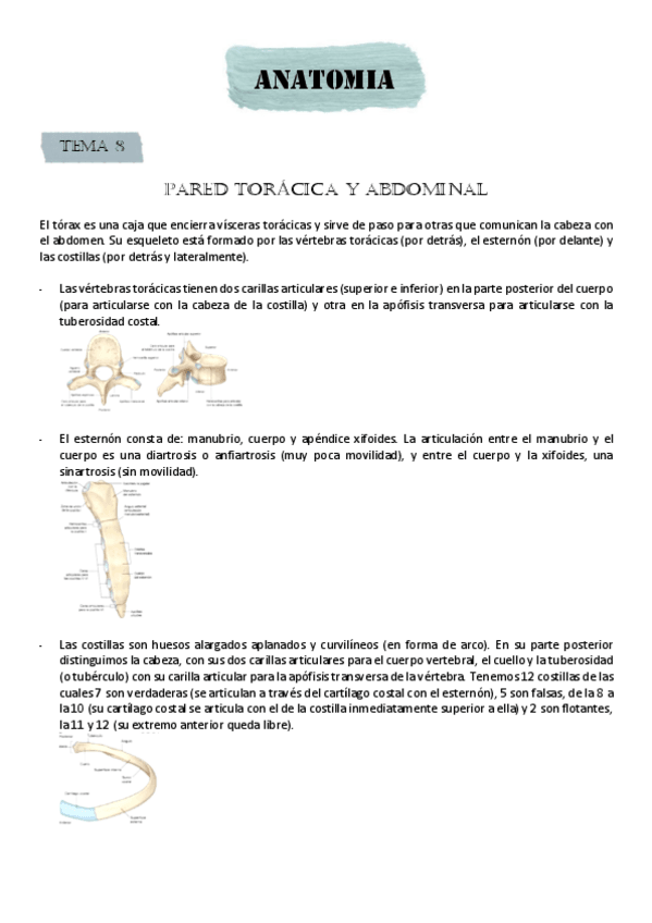 Miniatura del documento PARED-TORACICA-Y-ABDOMINAL.pdf