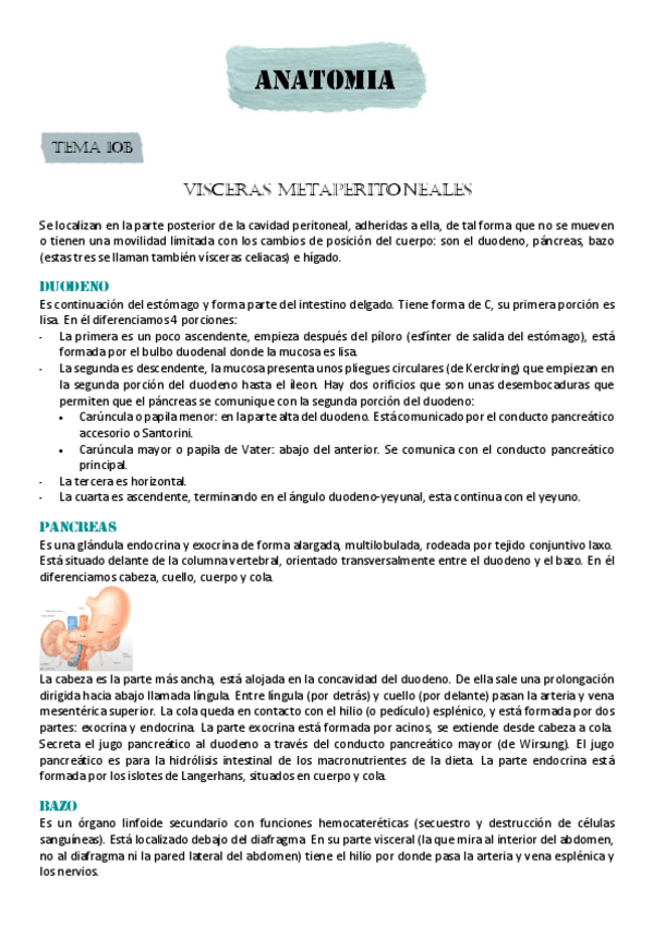 Miniatura del documento VISCERAS-METAPERITONEALES.pdf