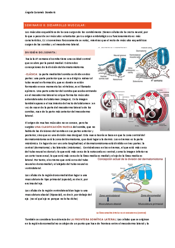 Miniatura del documento Seminario-8-desarrollo-muscular.pdf