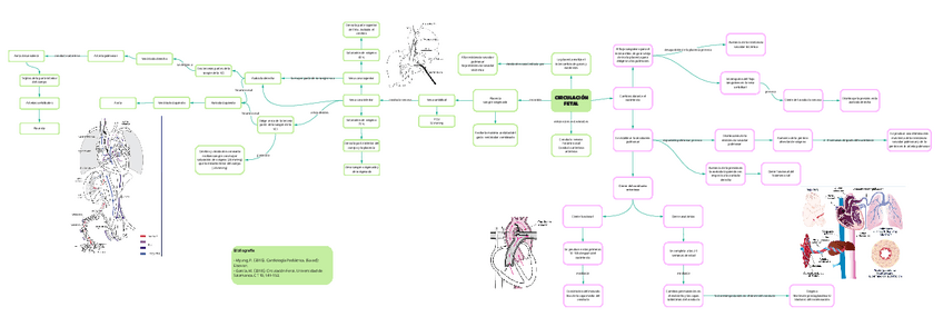 Miniatura del documento Circulacion-fetal-2.pdf