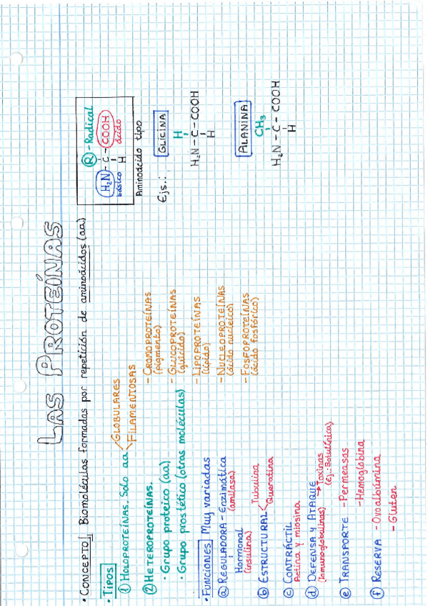 Miniatura del documento Las-proteinas.pdf