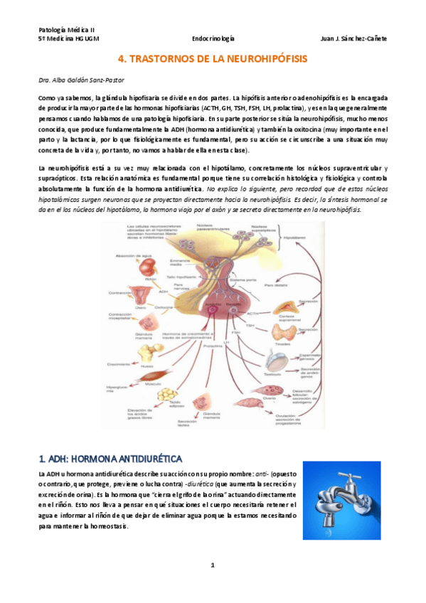 Miniatura del documento TEMA-4-TRASTORNOS-DE-LA-NEUROHIPOFISIS.pdf