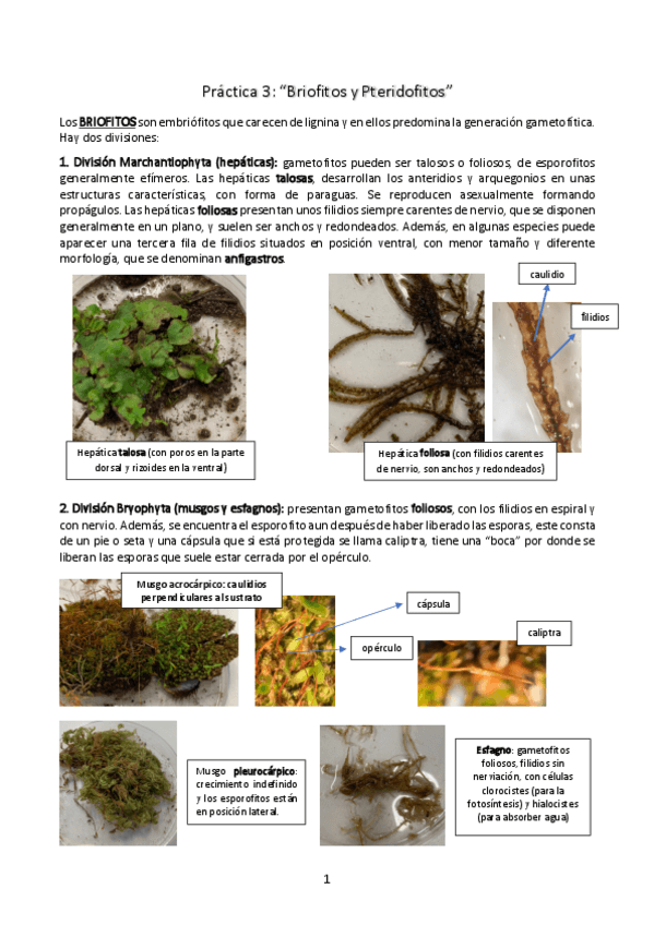 Miniatura del documento Practica-3-briofitos-y-pteridofitos.pdf