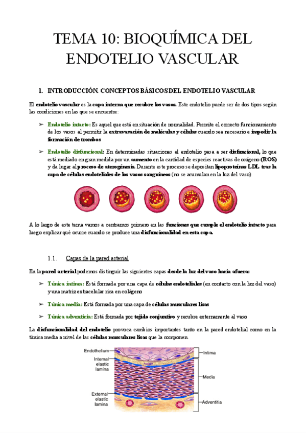Miniatura del documento TEMA-10-BIOQUIMICA-DEL-ENDOTELIO.pdf