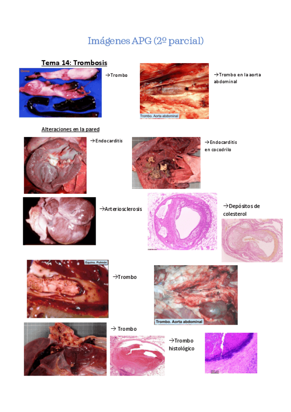 Miniatura del documento Imagenes-APG-2o-Cuatri.pdf