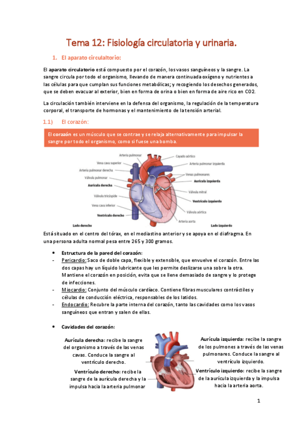 Miniatura del documento Fisiologia-circulatoria-y-unitaria.pdf