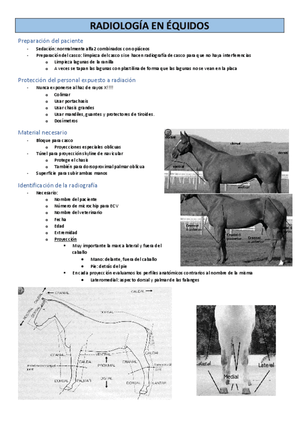 Miniatura del documento RADIOLOGIA-EQUIDOS.pdf