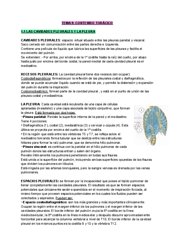 Miniatura del documento TEMA-9-ANATOMIA-1.pdf