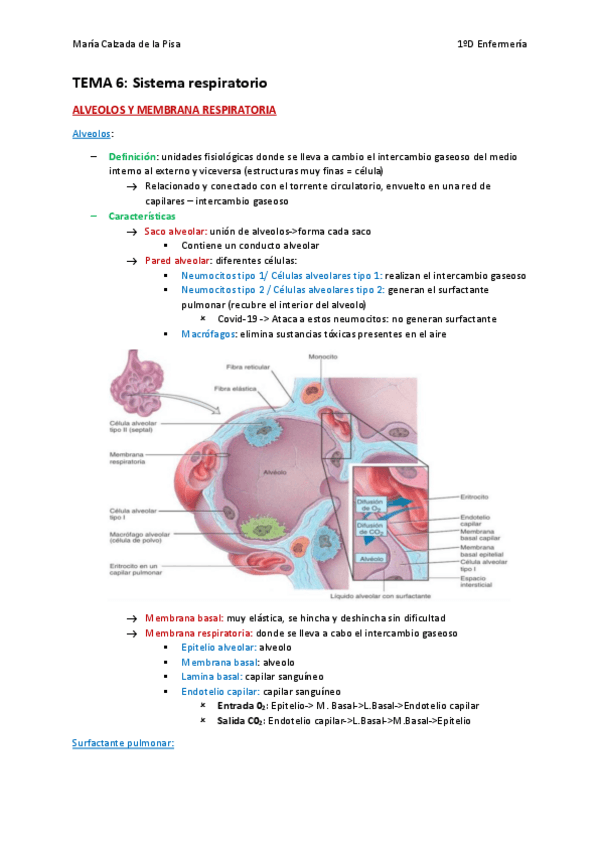 Miniatura del documento Sistema-respiratorio.pdf